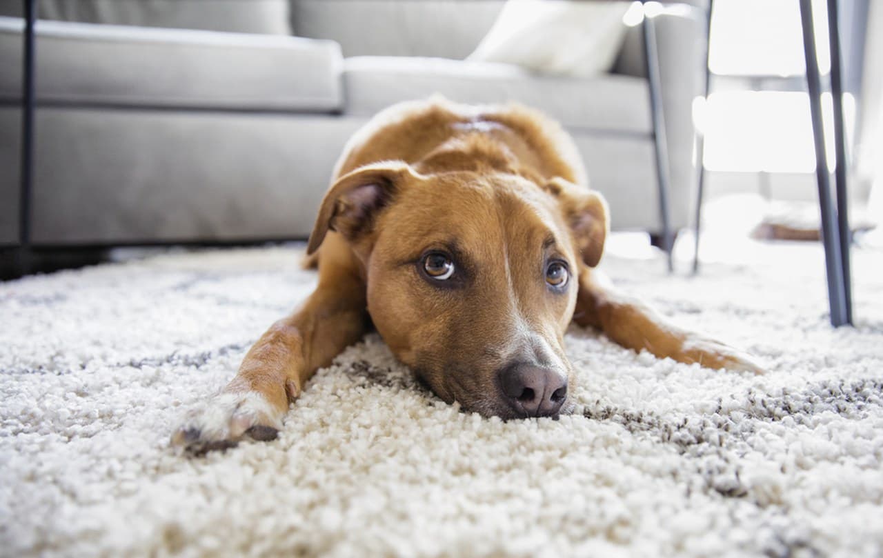 How to Get Pet Stains and Odors Out of Carpet for Good
